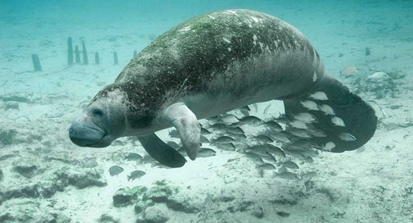 A manatee swims through clear blue water with a school of fish. 